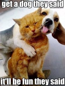 getadogtheysaid.jpg