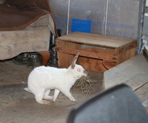 carrying_hay.JPG