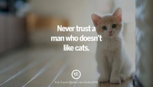 cute-cat-image-quotes-17-830x467.jpg