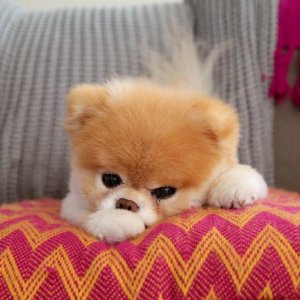 Boo-the-Pom.jpg