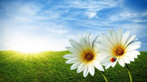 Beautiful-Wallpapers-Images-For-Desktop.jpg