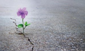 fm1018-grow.jpg