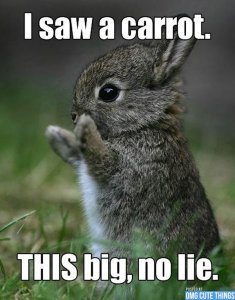 baby-bunnies-omg-cute-things-082112-09.jpg