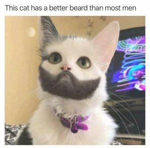 animal-cat-beard.jpg