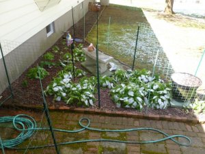Hostas small.JPG