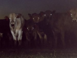 cows-in-the-dark4.jpg