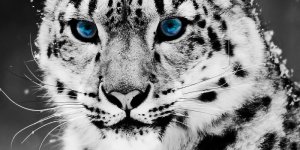 snow-leopards-l.jpg