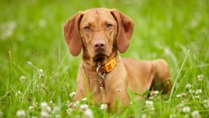 Vizsla-2.jpg