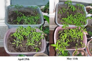 tomatoes May11.jpg