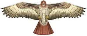 hawk.jpg
