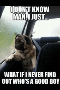 good boy.jpg