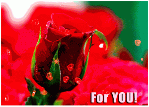 roseforyou.gif