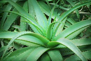 aloe vera use jpg.jpg