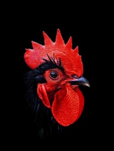 red rooster.jpg