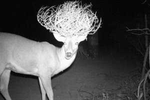 deer-and-tumbleweed-34885-13953.jpg