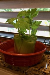 celery.jpg celery.jpg