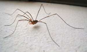 daddy_long_leg_spider_harvestman_picture_2.jpg