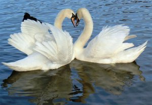 Swans Heart-740449.jpg