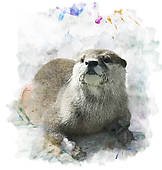 otter1.jpg