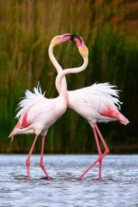 flamingos.jpg