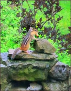 5.18.20 chippy dining table crop.jpg