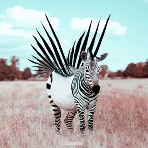 1-zebra-flight-photoshop-animal-photo-manipulation-by-julien-tabet.preview.jpg