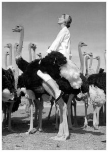 ostrich.jpg