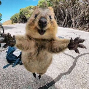 JIP_MDG_260217quokka_1054JPG.jpg JIP_MDG_260217quokka_1054JPG.jpg