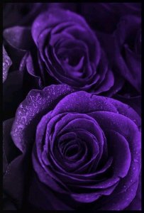 41d648559e0d4df7ec5bb553e3b9d076--dark-purple-purple-haze.jpg