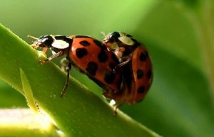ladybug.jpg