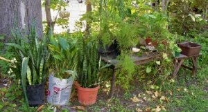 plants outdoors1.jpg