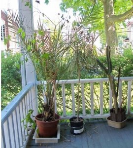 plants outdoors2.jpg