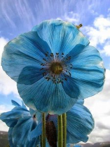 aug 25 blue poppy.jpg