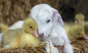 lambduck.jpg