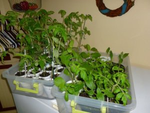 tomatoes.JPG