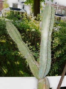 cactus4b.jpg