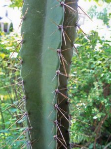 cactus4c.jpg