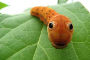 caterpillar.jpg