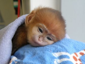 babylangur.jpg