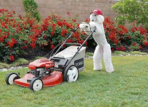 Mowing @.jpg