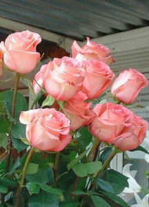 picpinkroses-2-3.jpg