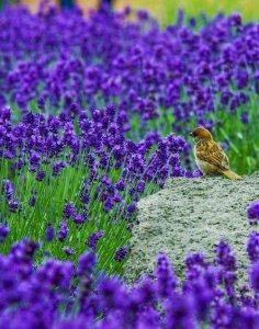 Purple flowers 2019.jpg