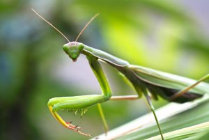 praying-mantis-veer-5691350.jpg