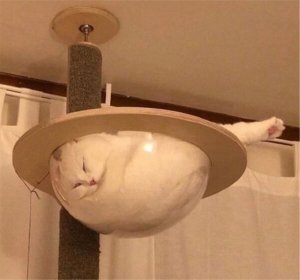 x1 cat.jpg