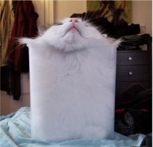 x2 cat.jpg
