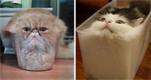 x3 cat.jpg