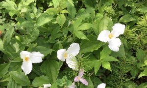 Trillium crop.jpg