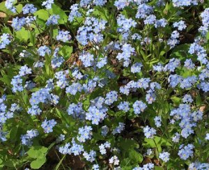 Flowers crop.jpg