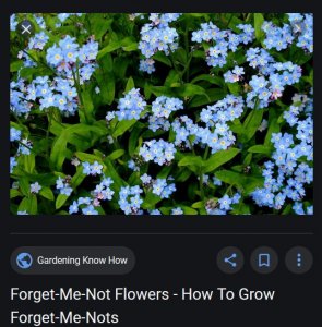 forget me not flowers.JPG