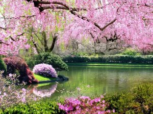springtime-pictures__1024x768.jpg